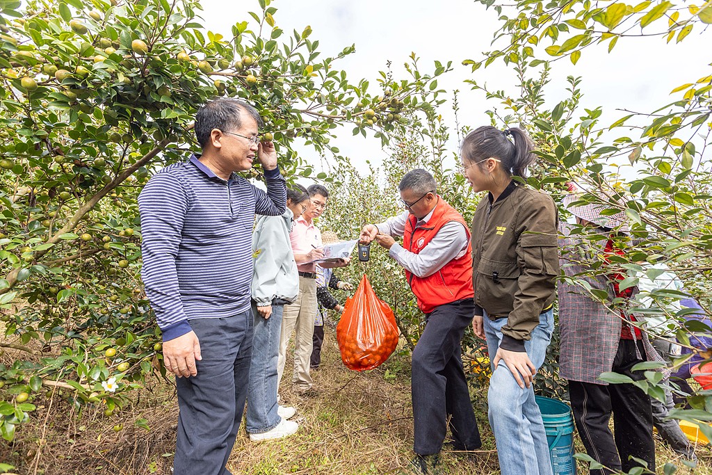 广西梧州：茶农采收油茶果供应市场助增收