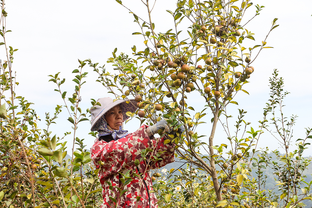广西梧州：茶农采收油茶果供应市场助增收