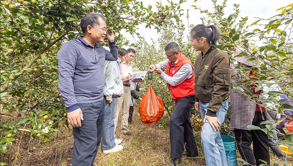 廣西梧州：茶農(nóng)采收油茶果供應(yīng)市場助增收