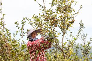 广西梧州：茶农采收油茶果供应市场助增收