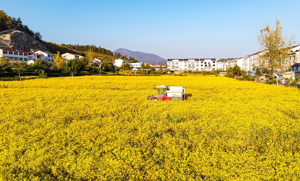 湖北英山：采摘机田间收获野菊花