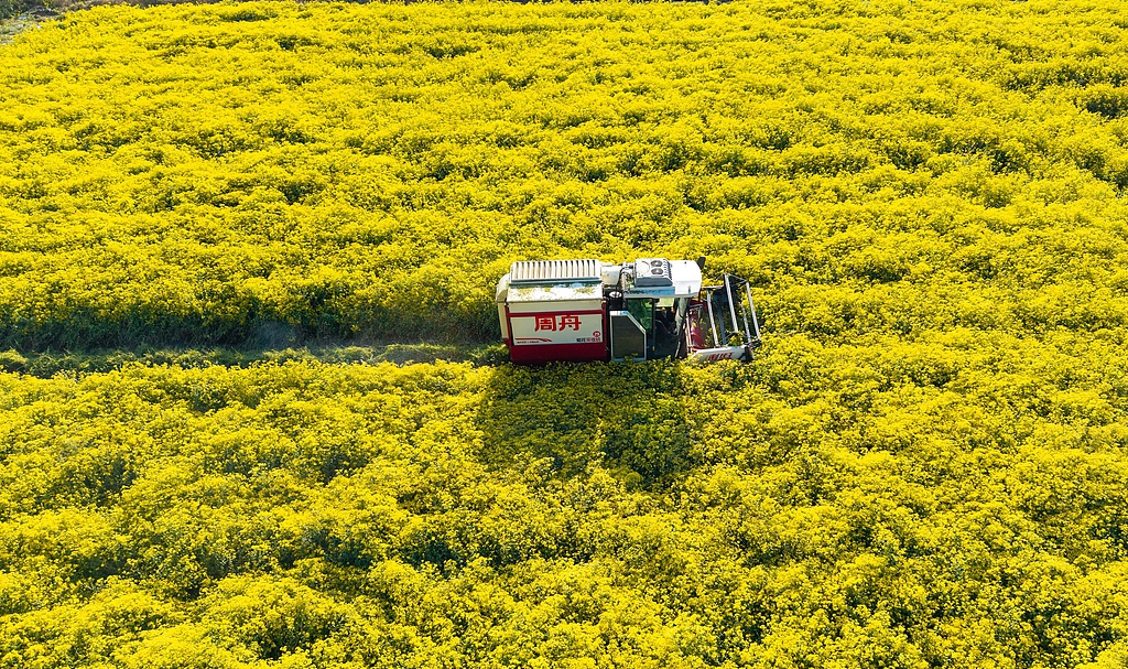 湖北英山：采摘机田间收获野菊花