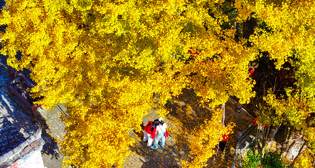 浙江淳安：千年银杏披“金甲”