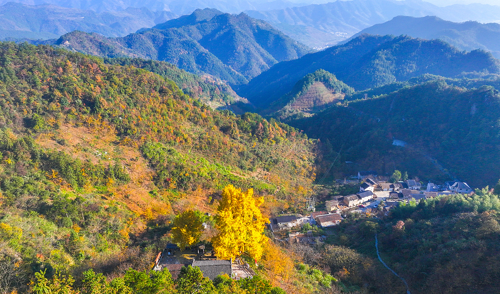 浙江淳安：千年银杏披“金甲”