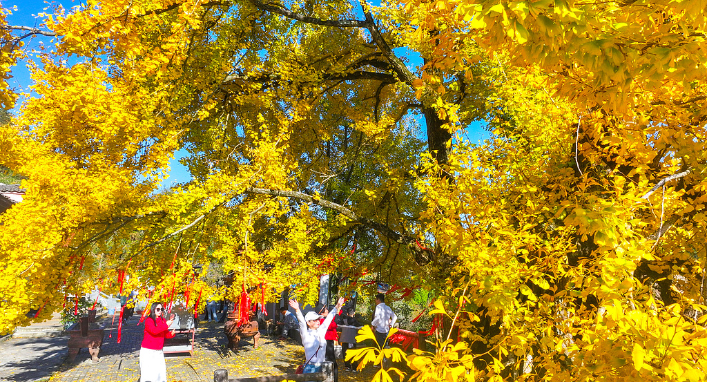 浙江淳安：千年银杏披“金甲”