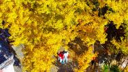 浙江淳安：千年银杏披“金甲”