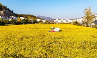 湖北英山：采摘机田间收获野菊花