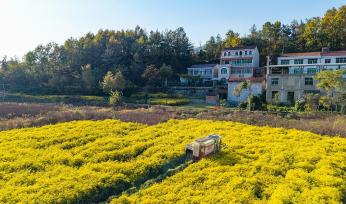 湖北英山：采摘机田间收获野菊花