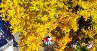 浙江淳安：千年银杏披“金甲”