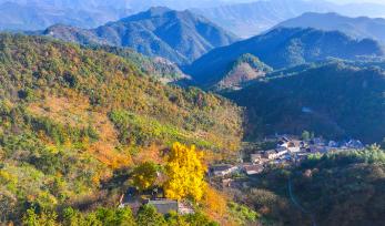 浙江淳安：千年银杏披“金甲”