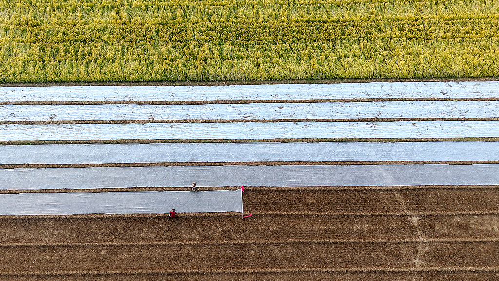 山东临沂：农民为农作物覆盖保温薄膜