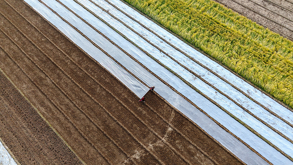 山东临沂：农民为农作物覆盖保温薄膜