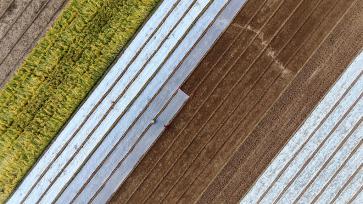 山东临沂：农民为农作物覆盖保温薄膜