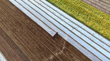 山东临沂：农民为农作物覆盖保温薄膜