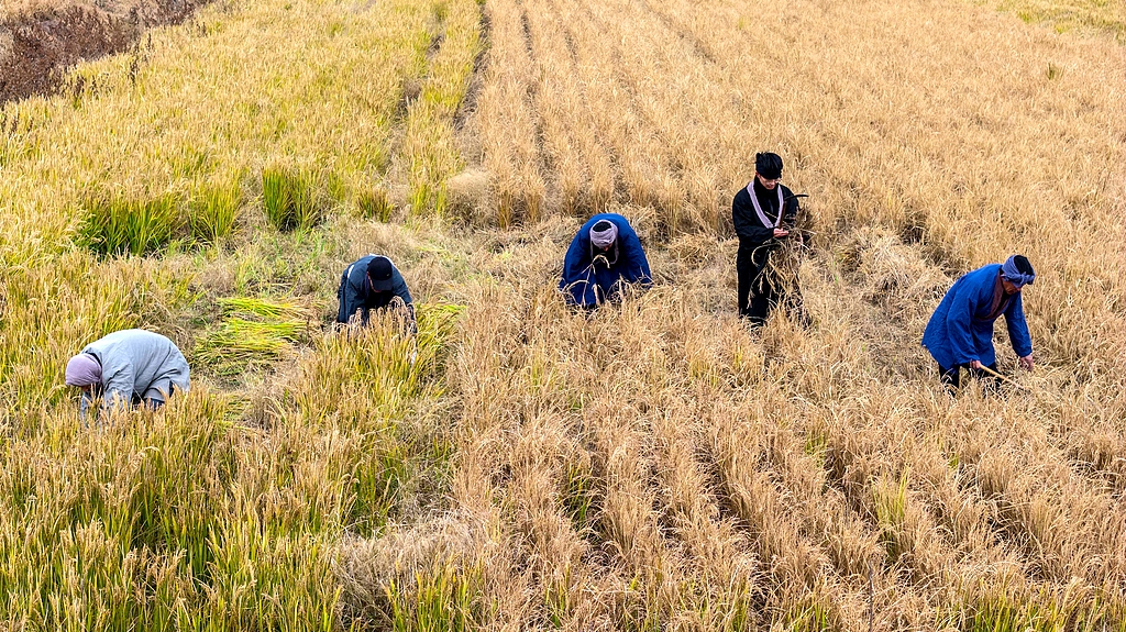 山东青岛：旱稻迎来收获季
