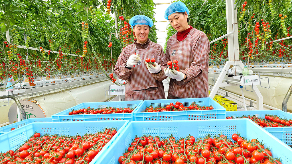 甘肃张掖：工作人员采摘“串番茄”