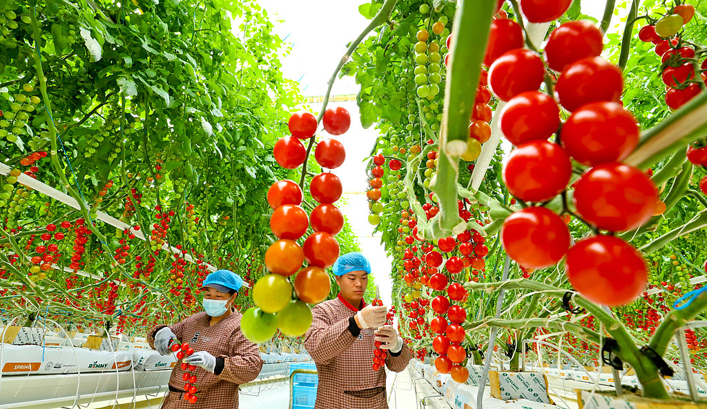 甘肃张掖：工作人员采摘“串番茄”