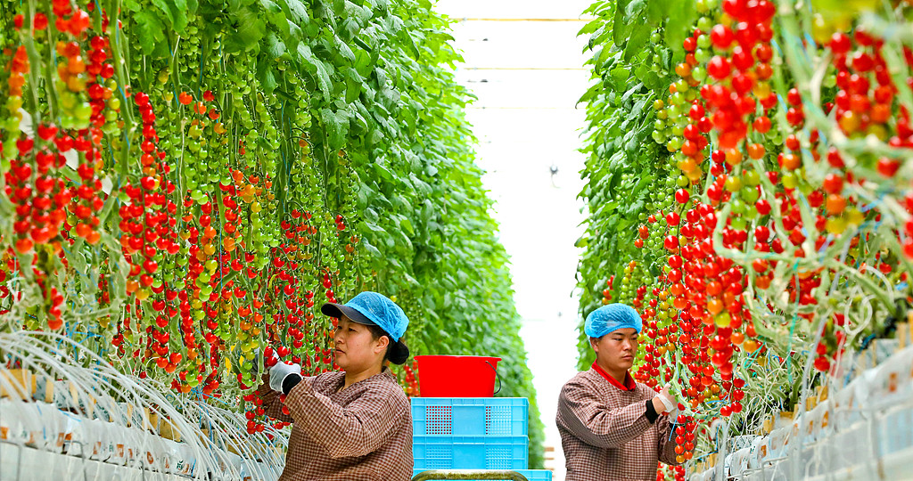 甘肃张掖：工作人员采摘“串番茄”