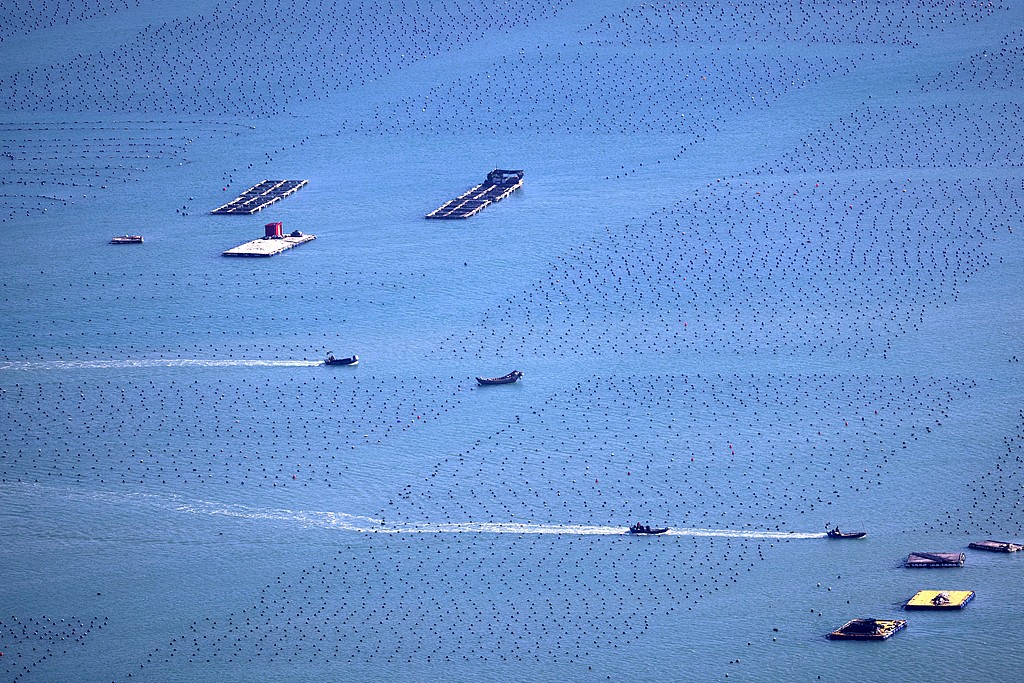 福州：渔民水面乘船管护鲍鱼养殖基地