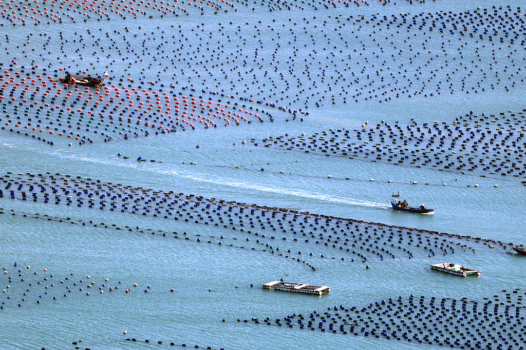 福州：渔民水面乘船管护鲍鱼养殖基地