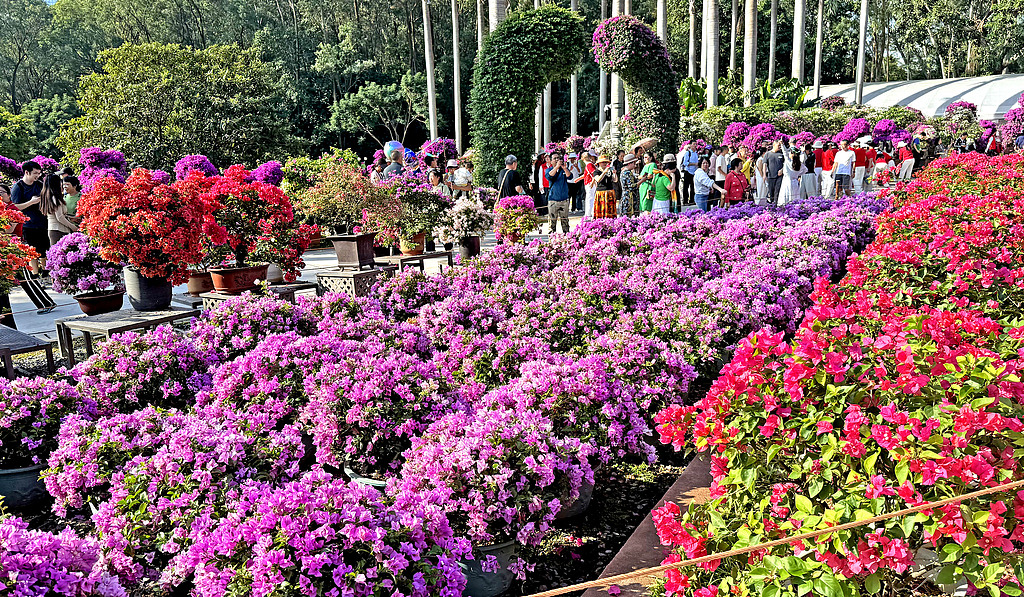 深圳莲花山公园万株簕杜鹃花海迎客来
