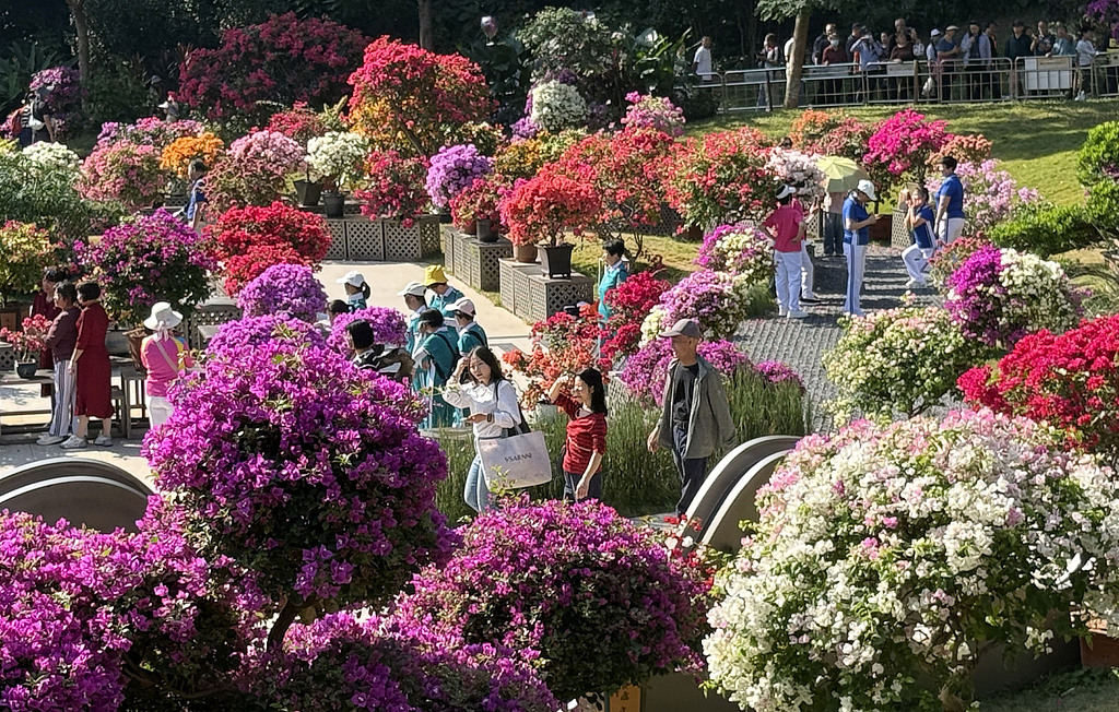 深圳莲花山公园万株簕杜鹃花海迎客来