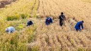 山东青岛：旱稻迎来收获季