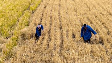 山东青岛：旱稻迎来收获季