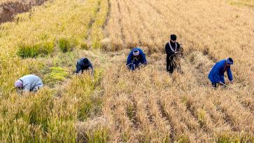 山东青岛：旱稻迎来收获季