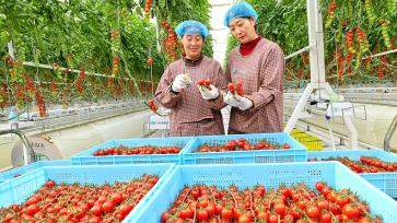 甘肃张掖：工作人员采摘“串番茄”