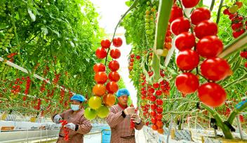 甘肃张掖：工作人员采摘“串番茄”