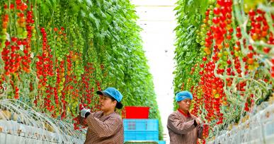 甘肃张掖：工作人员采摘“串番茄”