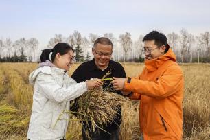 山东青岛：旱稻迎来收获季