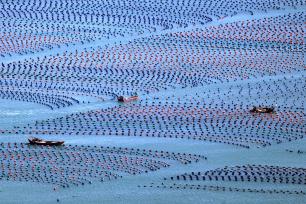 福州：渔民水面乘船管护鲍鱼养殖基地