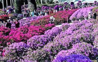 深圳莲花山公园万株簕杜鹃花海迎客来