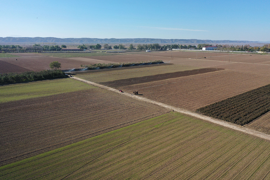 河南焦作：农民驾驶播种机播种小麦