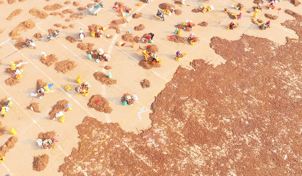 江西吉安：农民分拣油茶籽