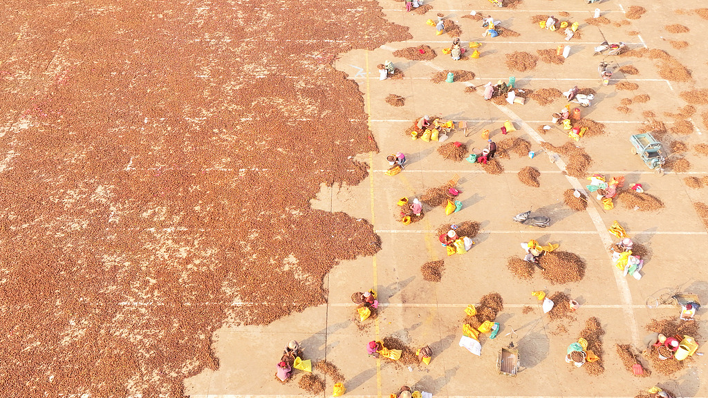 江西吉安：农民分拣油茶籽