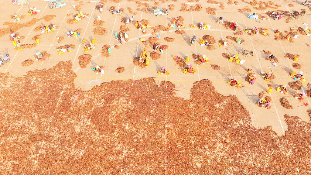 江西吉安：農民分揀油茶籽