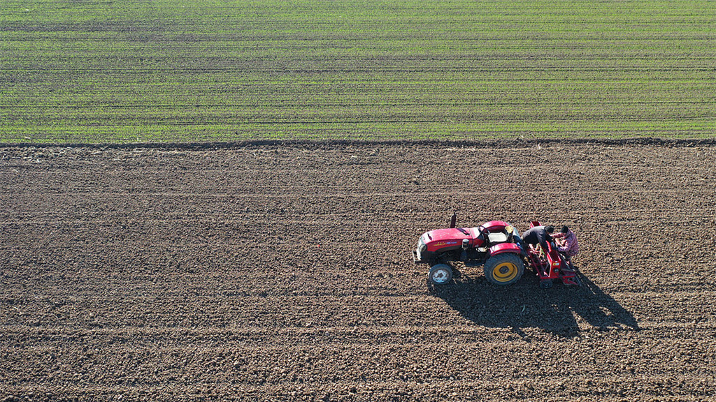 河南焦作：農民駕駛播種機播種小麥