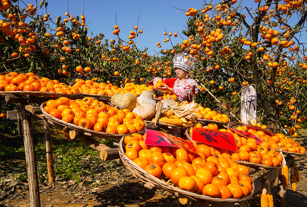 广西桂林：柿子迎丰收 满树枝头挂“灯笼”