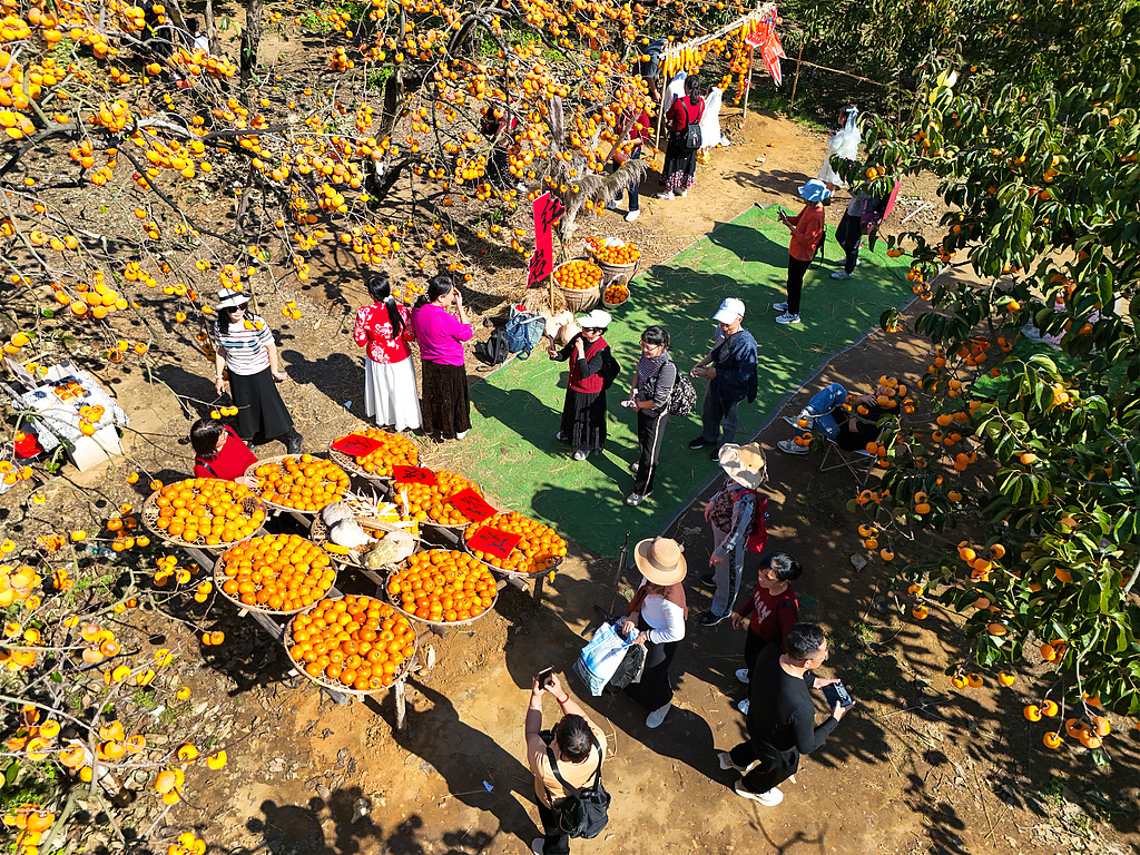 广西桂林：柿子迎丰收 满树枝头挂“灯笼”