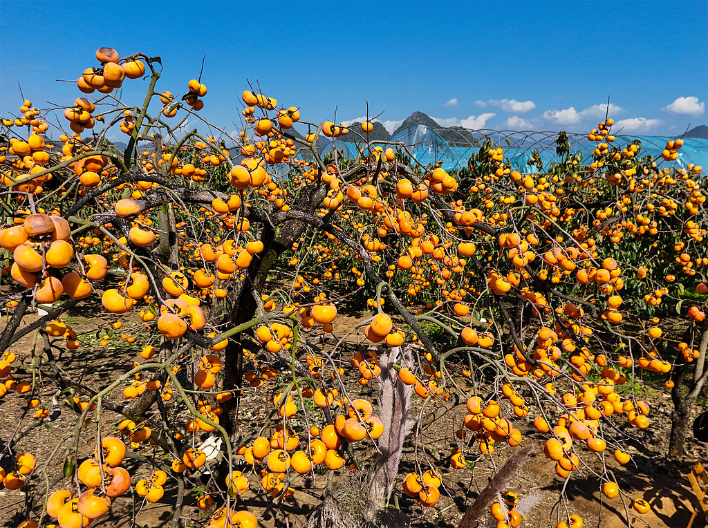 广西桂林：柿子迎丰收 满树枝头挂“灯笼”