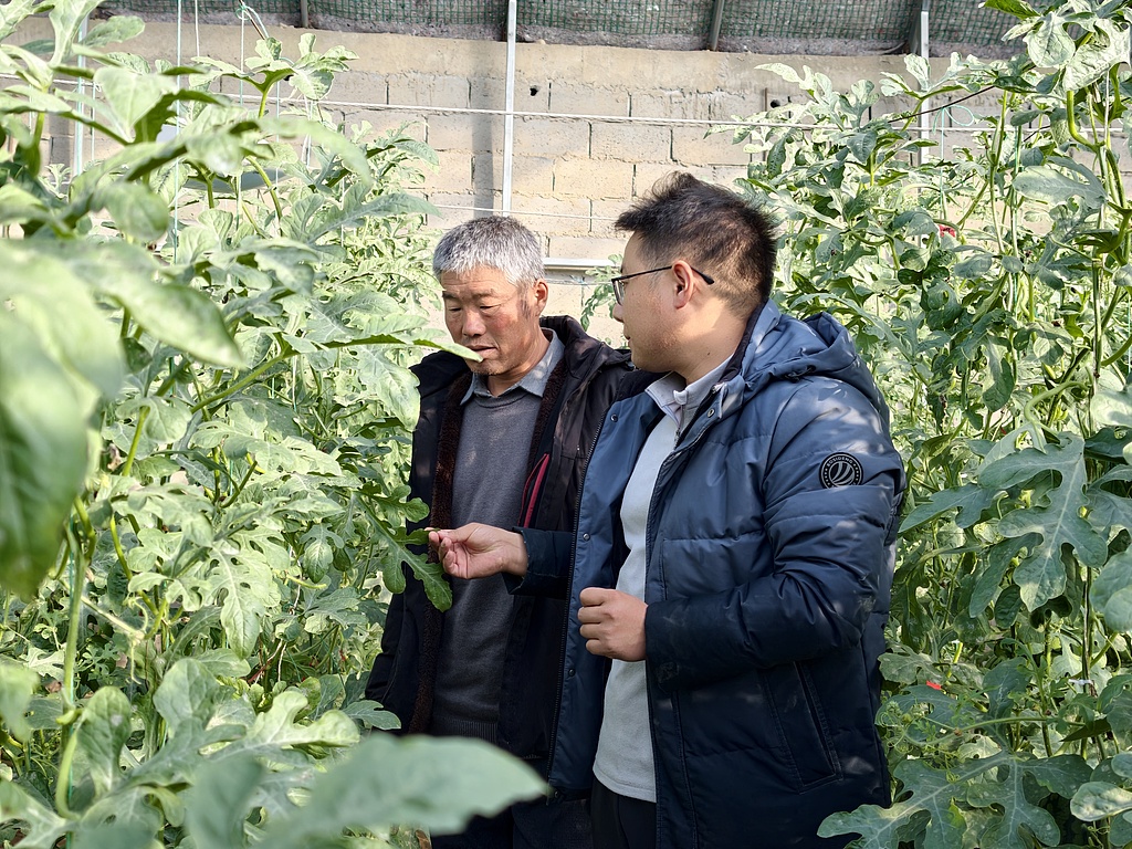 甘肃酒泉：技术服务送上门 冬季温室暖意浓