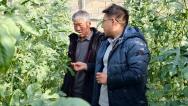甘肃酒泉：技术服务送上门 冬季温室暖意浓