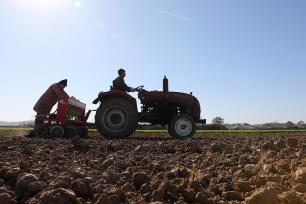 河南焦作：农民驾驶播种机播种小麦