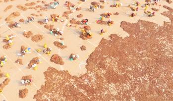 江西吉安：农民分拣油茶籽