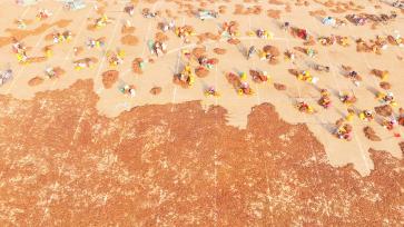 江西吉安：农民分拣油茶籽