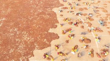 江西吉安：农民分拣油茶籽