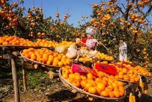 广西桂林：柿子迎丰收 满树枝头挂“灯笼”